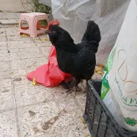 خروس نژاد دار ۳عدد مرغ مرندی ۱عدد