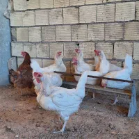 ۱۰ عدد مرغ تخمگذار و کرچ شو بومی جوان ۱ ساله سالم
