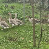 غاز|حیوانات مزرعه|تالش, تالش|دیوار