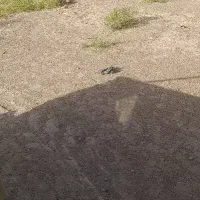 کاه گندم دیم نرم