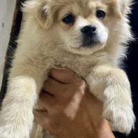 پامرین اصیل|سگ|ورامین, ورامین|دیوار