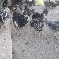 تخم مرغ گلین|حیوانات مزرعه|شهرکرد, |دیوار