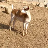 دام همه سن|حیوانات مزرعه|سیرجان, |دیوار