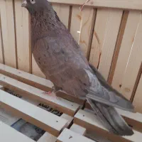کبوتر  پرشی یک جفت