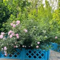 ویلا باغ|فروش خانه و ویلا|خوی, |دیوار