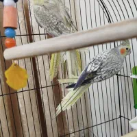 جفت عروس هلندی گل باقالی زیبا و بازیگوش