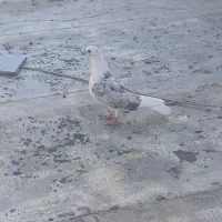 کبوتر معاوضه|پرنده|سیروان, |دیوار