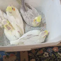 جوجه عروس هلندی ۵۰ روزه|پرنده|اصفهان, رهنان|دیوار