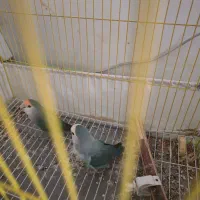 طوطی برزیلی ۵ عدد|پرنده|ارومیه, |دیوار