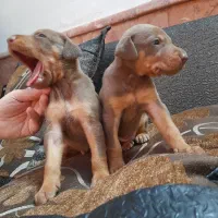 دوبرمن اصیل|سگ|مشهد, دانشجو|دیوار