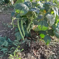 لوبیا گوشتی سبز سبز