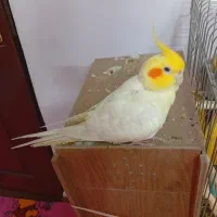 عروس هلندی