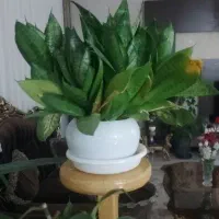 گلدان طبیعی