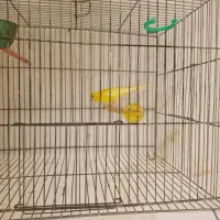 قناری نر مست