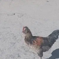 خروس|حیوانات مزرعه|یاسوج, |دیوار