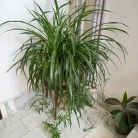 گل گندمی