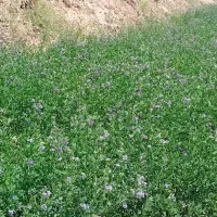 بیده فله ای