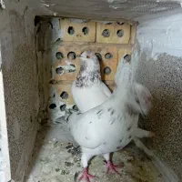 جفت‌کفتر‌تهرانی|پرنده|مشهد, کشف|دیوار