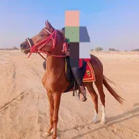 مادیان|اسب و تجهیزات اسب‌سواری|ریگ, |دیوار