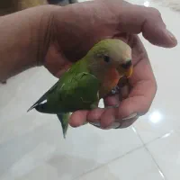 جوجه کوتوله  اماد دستی کردن