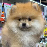 پامرانیان خرسی عروسکی|سگ|رشت, لاکانی|دیوار