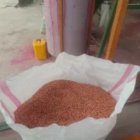گندم بزری باران