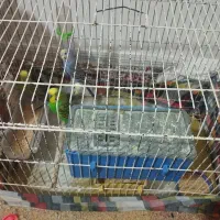 چهار عدد مرغ عشق وسه  عدد  جوجه زیبا