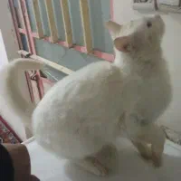 گربه سفید|گربه|نیشابور, بار|دیوار