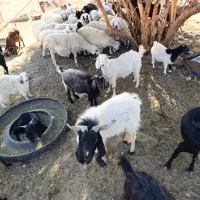 سلام ودرود فروش فوری تعداد55راس،بزصلاله اصل ومیش