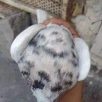کبوتر طوقی هفت رنگ|پرنده|اهواز, ۲۰۰۰واحدی|دیوار