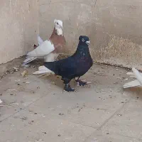 زاغ دمسفید|پرنده|قم, دروازه ری|دیوار