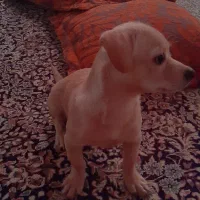 فروش سگ نژاد دار اصل|سگ|بم, |دیوار