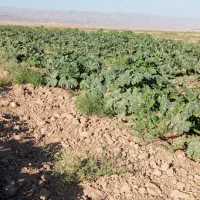 9هکتار زمین حاشیه جاده سنتو با سند شش دانگ