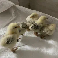 جوجه برهما|حیوانات مزرعه|اصفهان, قهجاورستان|دیوار