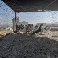 فروش کفتر خوب به شرت میدم|پرنده|نیر (اردبیل), |دیوار