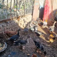 غازقو و  اردک اسرائیلی|حیوانات مزرعه|اردبیل, |دیوار