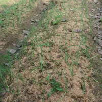 انواع سبزیجات محلی برگ سیر،یرالماسی|خوردنی و آشامیدنی|رشت, فخب|دیوار