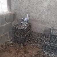 کبوتر گوره ای|پرنده|بوشکان, |دیوار