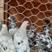 کبوتر پرشی ۲۰ عدد یجا|پرنده|ماهدشت, |دیوار