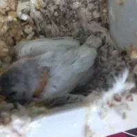 پرنده فنچ مولد|پرنده|تهران, اسفندیاری|دیوار