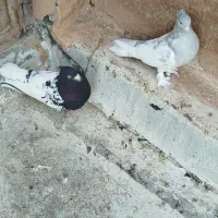 نرماده کله