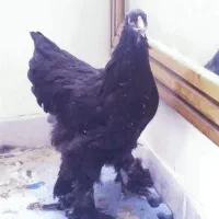 فروش جفت برهما بلک