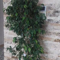 درختچه بنجامین 170 سانتی