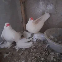 ۳جفت کبوتر لوتی جفت ۲میلیون|پرنده|اهر, |دیوار