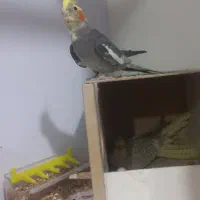 عروس هلندی روی تخم|پرنده|کرمان, |دیوار