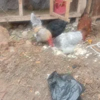 مرغ پاکوتا دوعدد