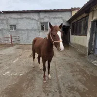 اسب درشوری شناسنامه دار