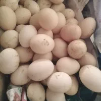 تخم مرغ محلی اصیل تازه|حیوانات مزرعه|سرخنکلاته, |دیوار