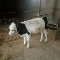 گاو گوساله|حیوانات مزرعه|شاهیوند, |دیوار