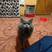 پرشین فلت|گربه|گنبد کاووس, |دیوار